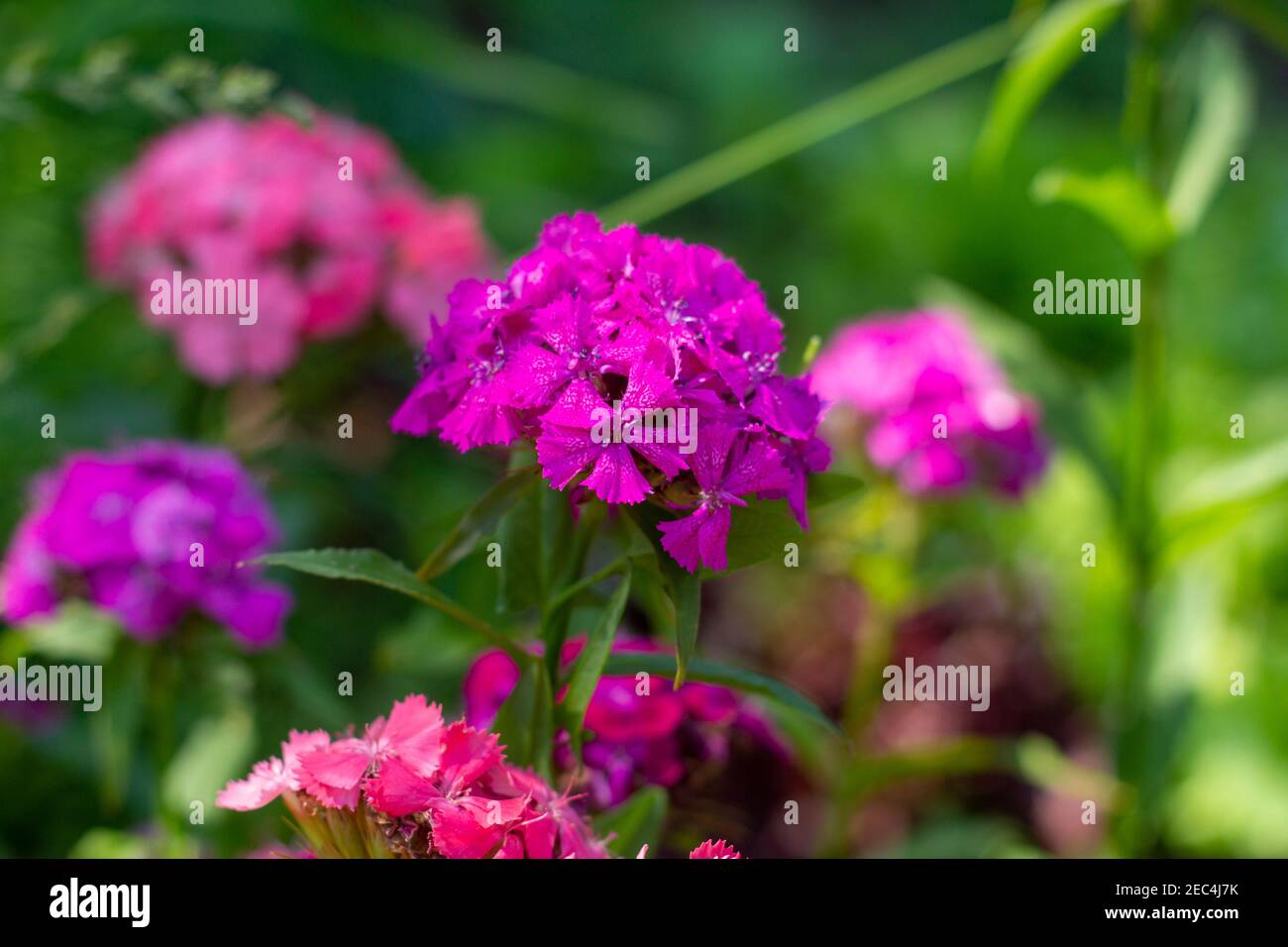 Pink carnation bush in the garden Stock Photo Alamy