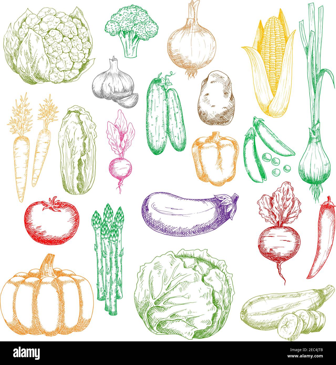 Colored sketched healthy farm corn, pumpkin and cabbages, tomato, onions and peppers, broccoli, eggplant and garlic, green peas, cucumbers and beet, c Stock Vector