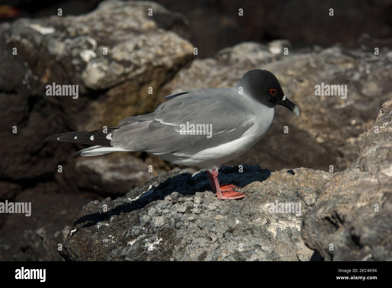 Swallow-tailed gull standing on lava rocks at the coast of South Plaza at the Galapagos Islands. Stock Photo