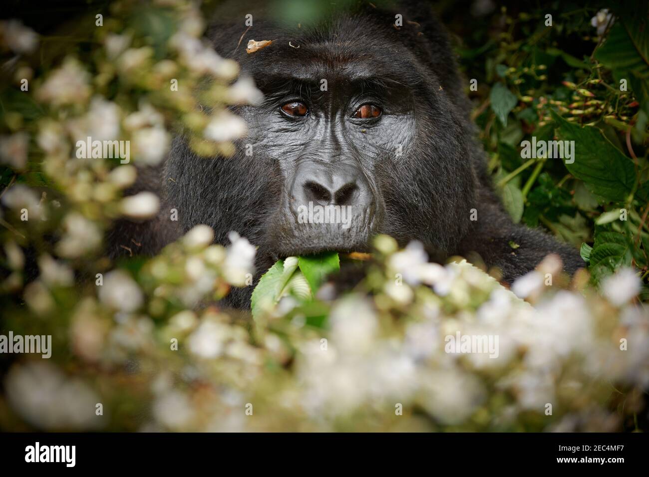 portraet of a silverback mountain gorilla, Gorilla beringei beringei, Bwindi Impenetrable National Park, Uganda, Africa Stock Photo