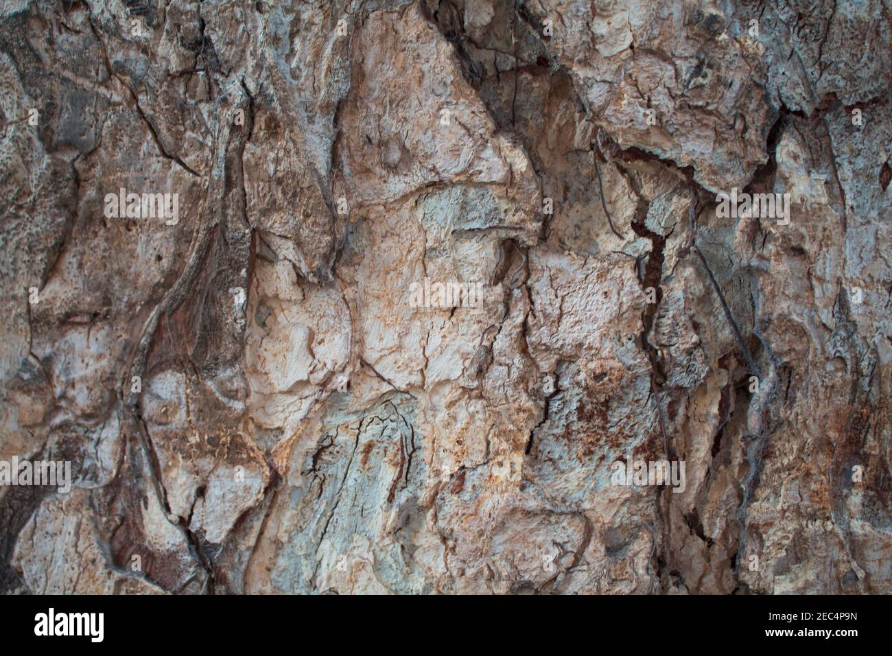 Pine tree bark horizontal hi-res stock photography and images - Alamy