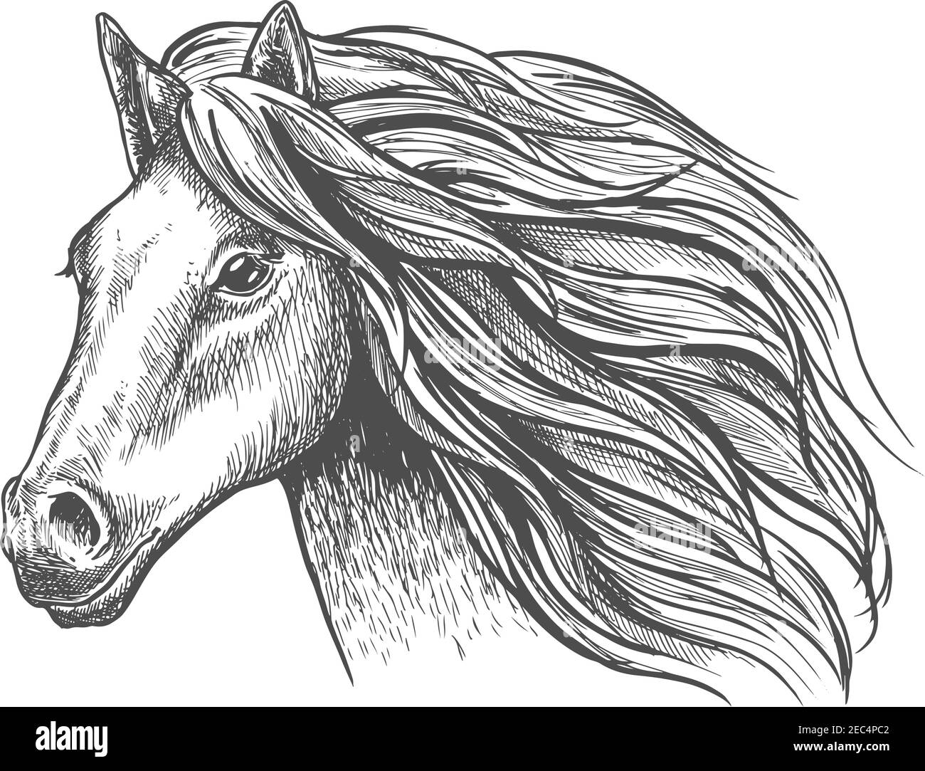 Mare or stallion young horse head sketch with eager look and bushy mane, thoughtful glance and beautiful neck. For fauna themes and wildlife symbol, m Stock Vector