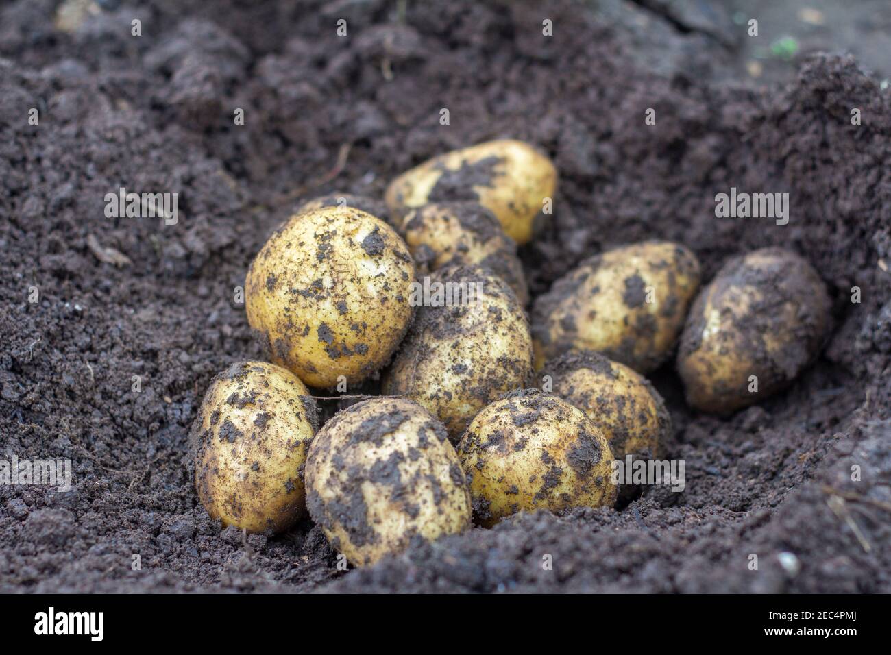 Young, just dug up, potatoes on the ground.Harvesting Stock Photo Alamy