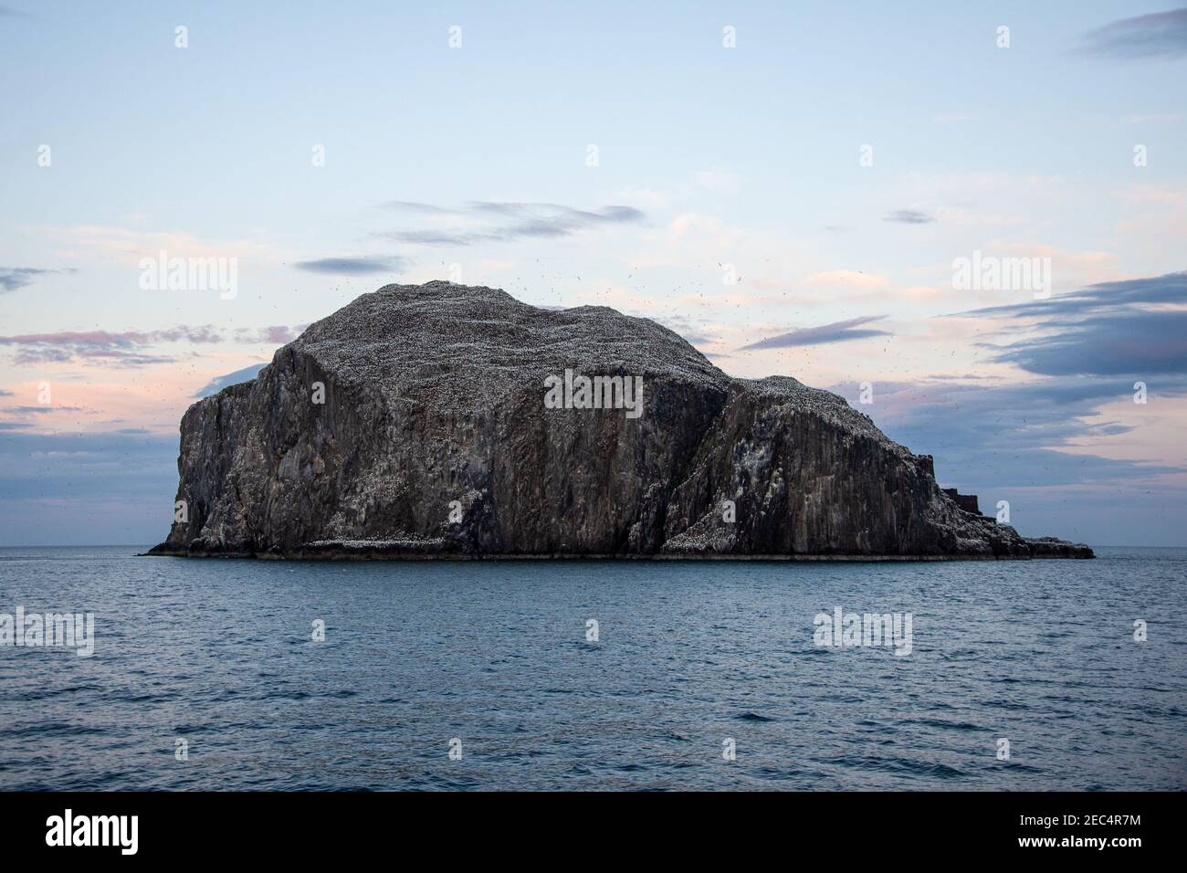Bass Rock gannet colony, Firth of Forth, Scotland Stock Photo