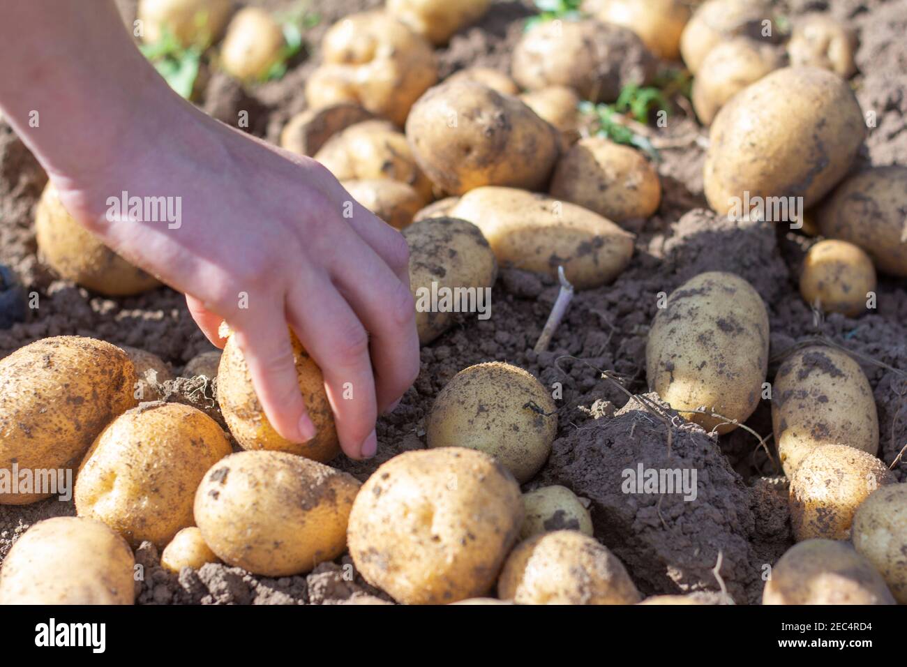 Young, just dug up, potatoes on the ground.Harvesting Stock Photo Alamy