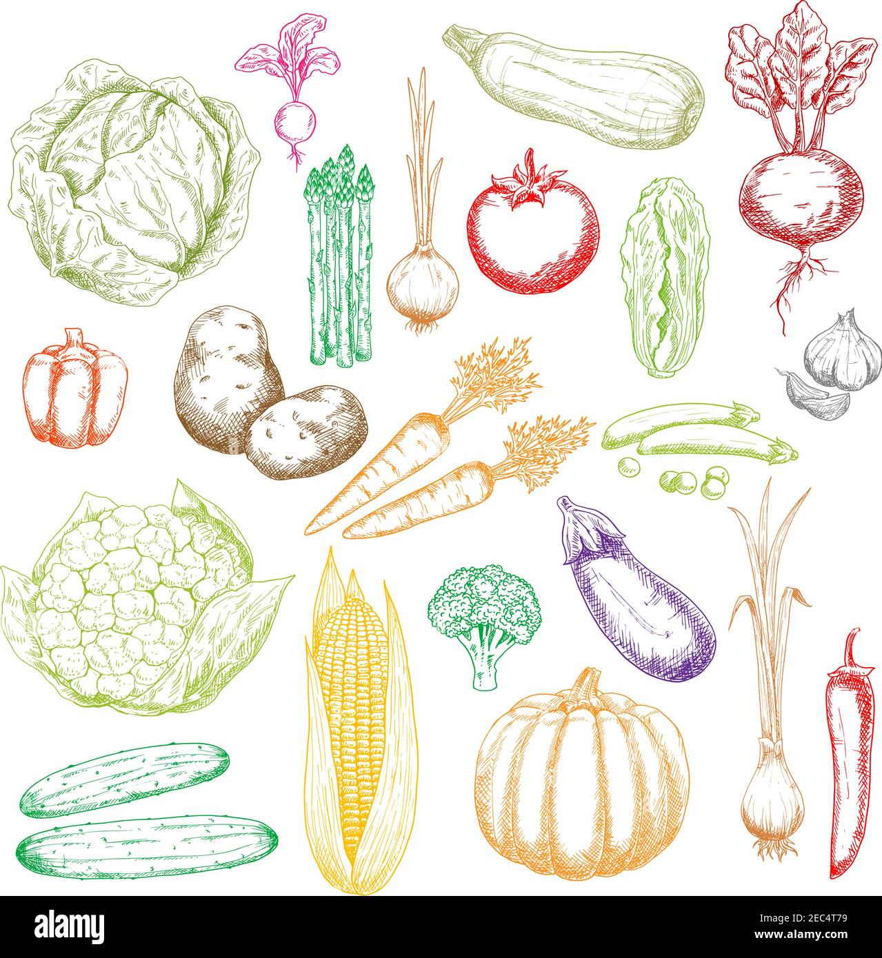 Fresh green cabbages, peas and cucumbers, cauliflower, asparagus and broccoli, red tomato, beet, peppers and radish, orange pumpkin, carrots and onion Stock Vector
