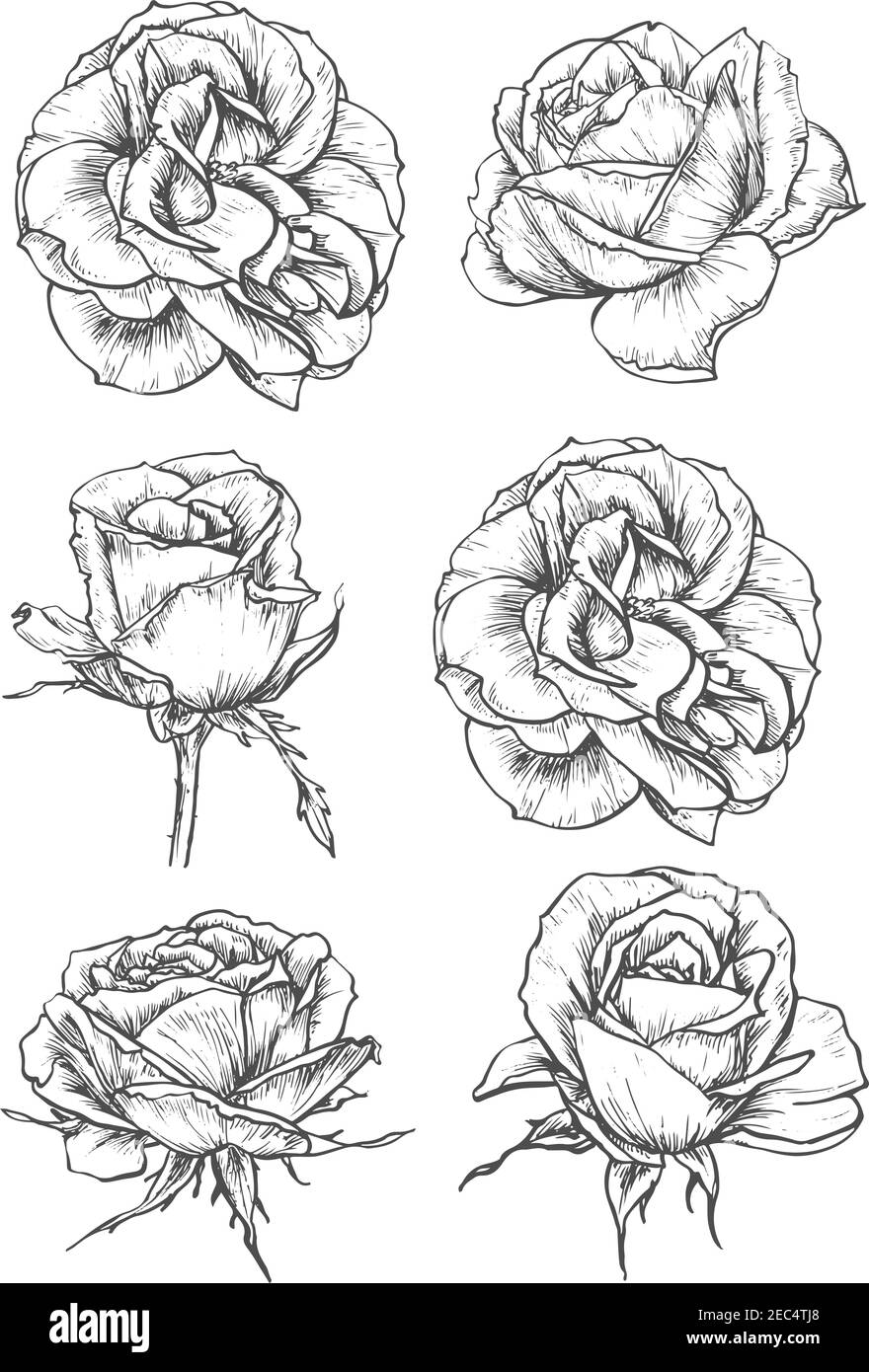 Beautiful Blooming Rose Tattoo Vintage Concept Stock Illustration   Download Image Now  Beauty Belarus Engraved Image  iStock