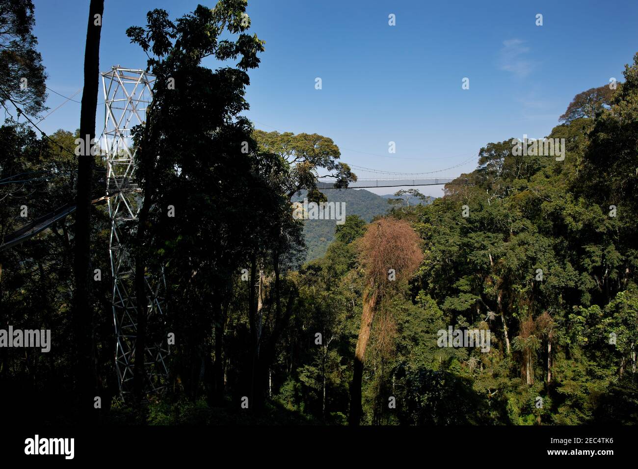 suspension bridge in Nyungwe Forest, Rwanda, Africa Stock Photo Alamy