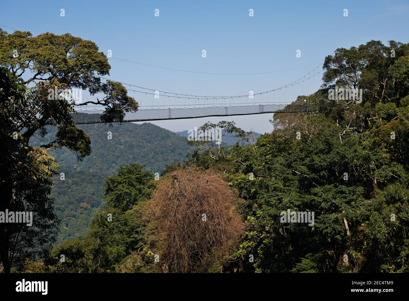 suspension bridge in Nyungwe Forest, Rwanda, Africa Stock Photo Alamy