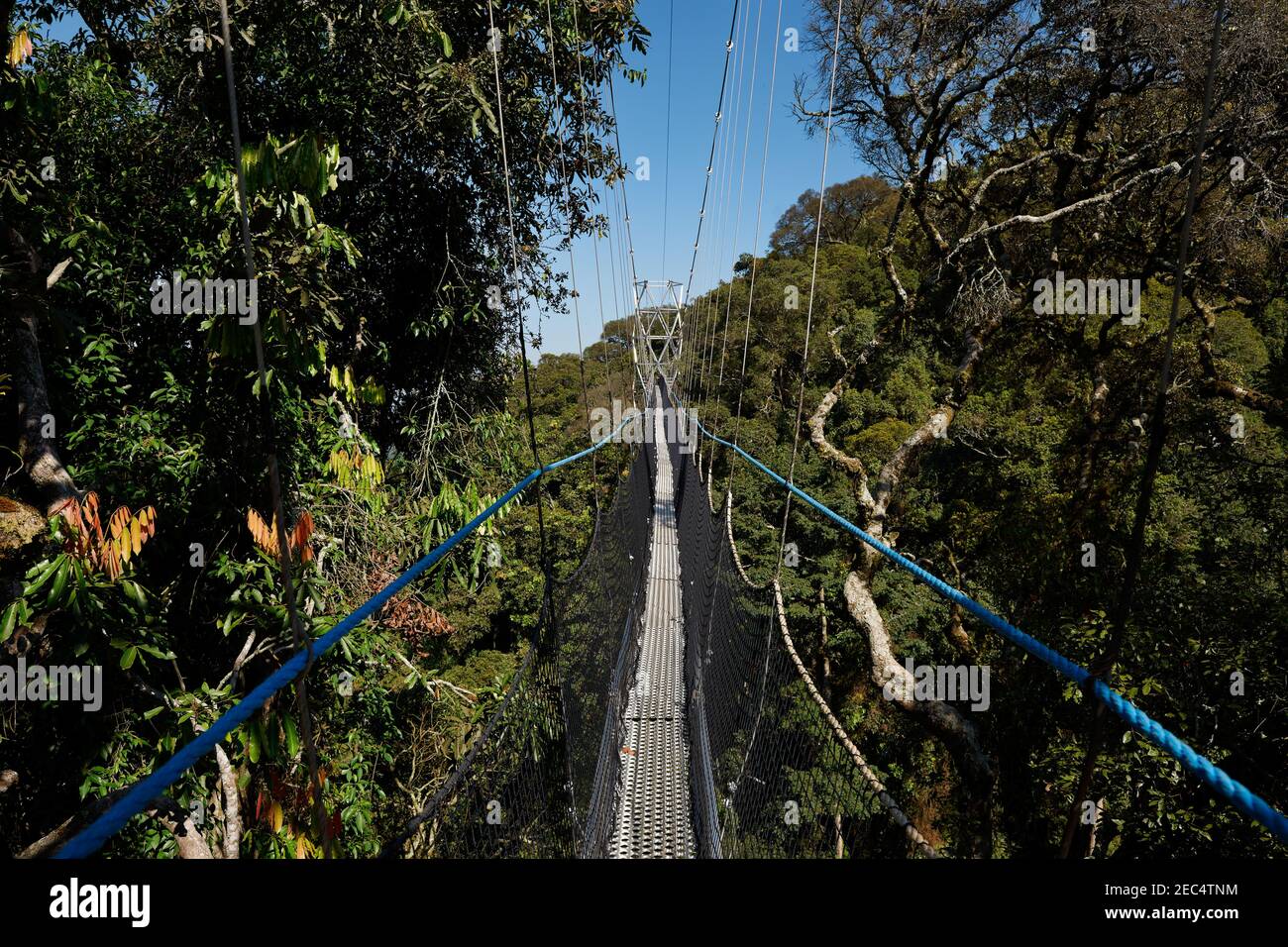 suspension bridge in Nyungwe Forest, Rwanda, Africa Stock Photo Alamy