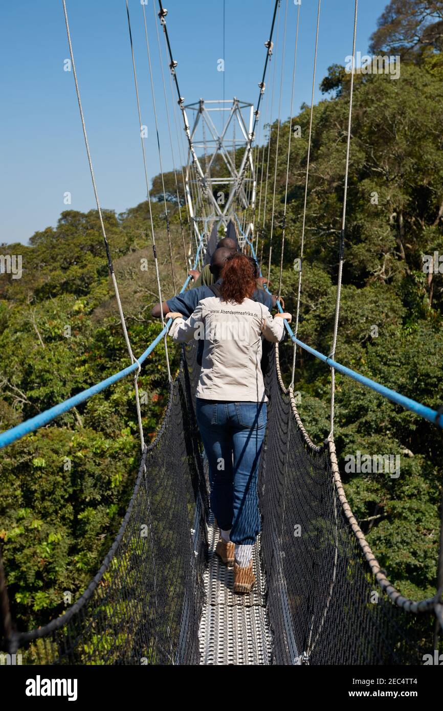 suspension bridge in Nyungwe Forest, Rwanda, Africa Stock Photo Alamy