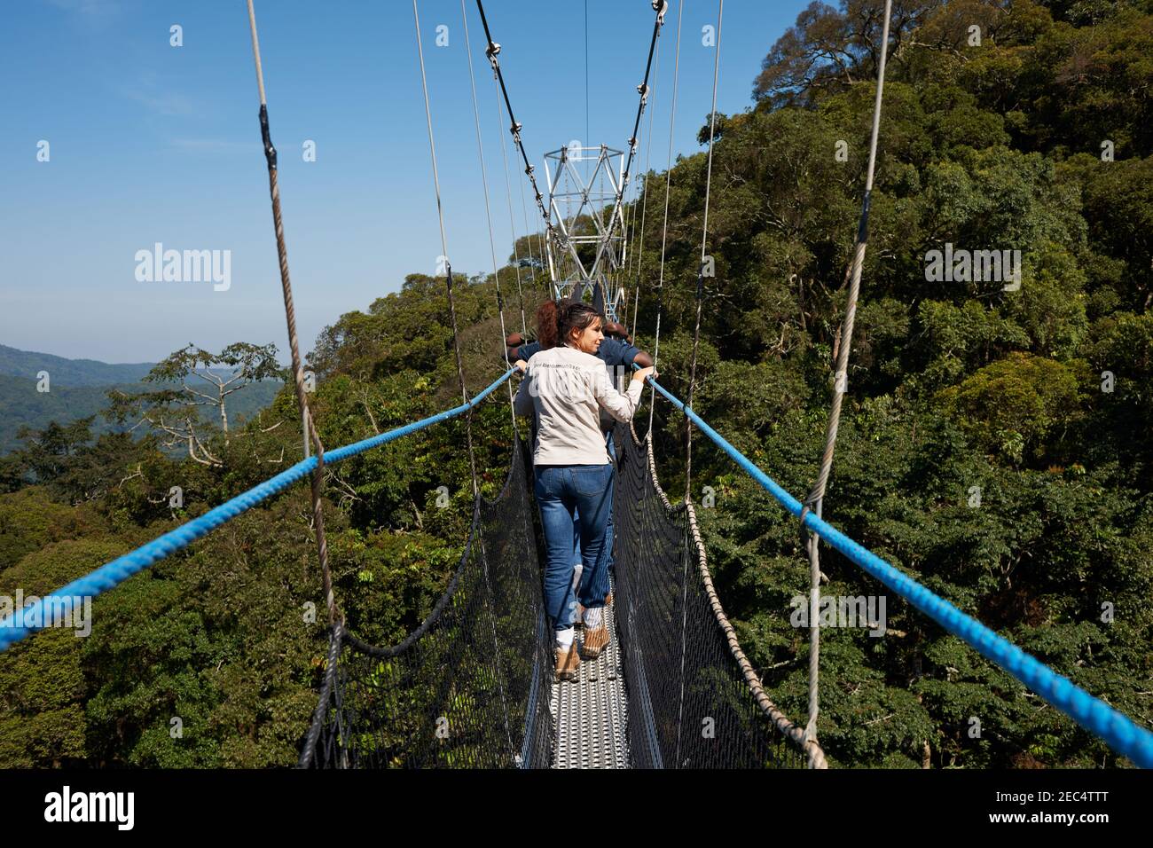 suspension bridge in Nyungwe Forest, Rwanda, Africa Stock Photo Alamy