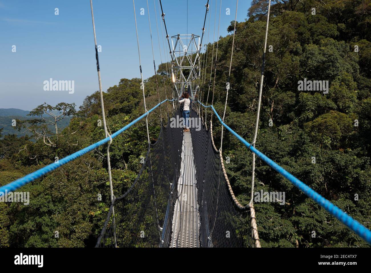 suspension bridge in Nyungwe Forest, Rwanda, Africa Stock Photo Alamy