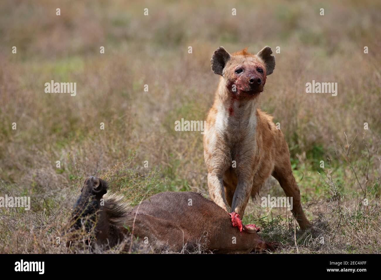 Spotted Hyena, Crocuta crocuta, Serengeti, Tanzania, Africa Stock Photo