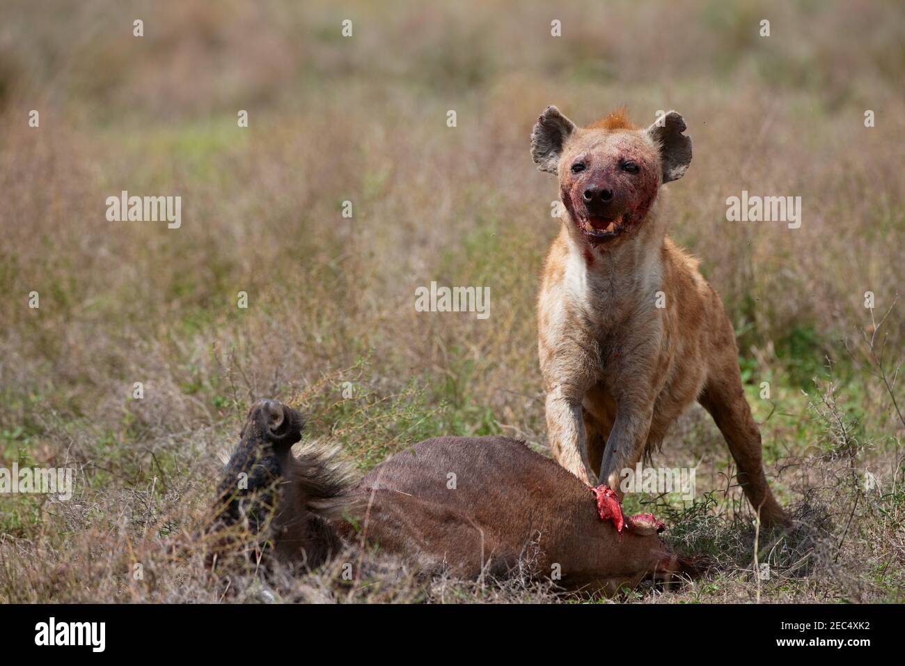 Spotted Hyena, Crocuta crocuta, Serengeti, Tanzania, Africa Stock Photo