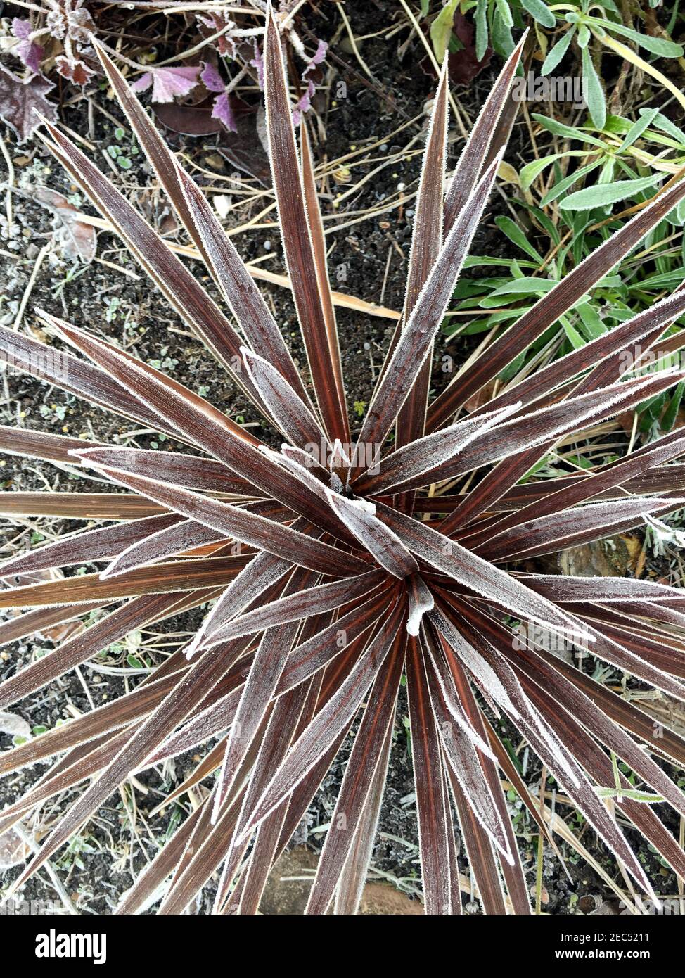 Purple Cordyline australis plant in winter freeze with hoarfrost edging the spiky leaves. Stock Photo