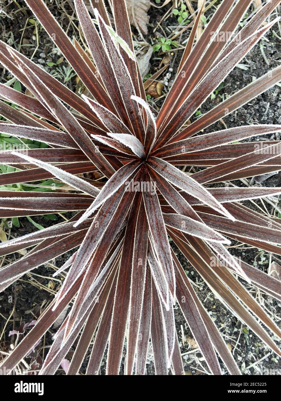 Purple Cordyline australis plant in winter freeze with hoarfrost edging the spiky leaves. Stock Photo