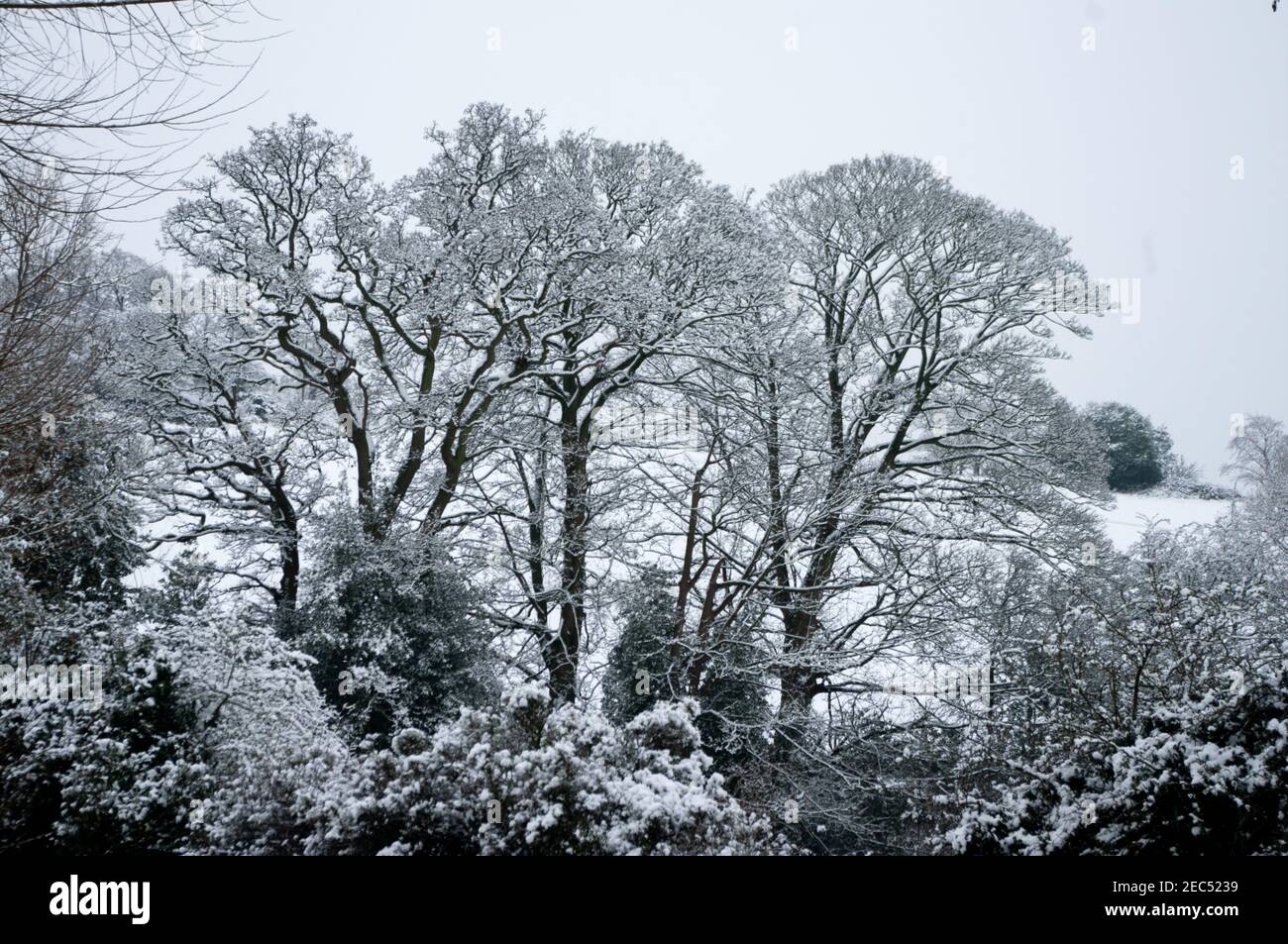 Mature trees in winter snow in typical Worcestershire countryside near Bromsgrove. Stock Photo