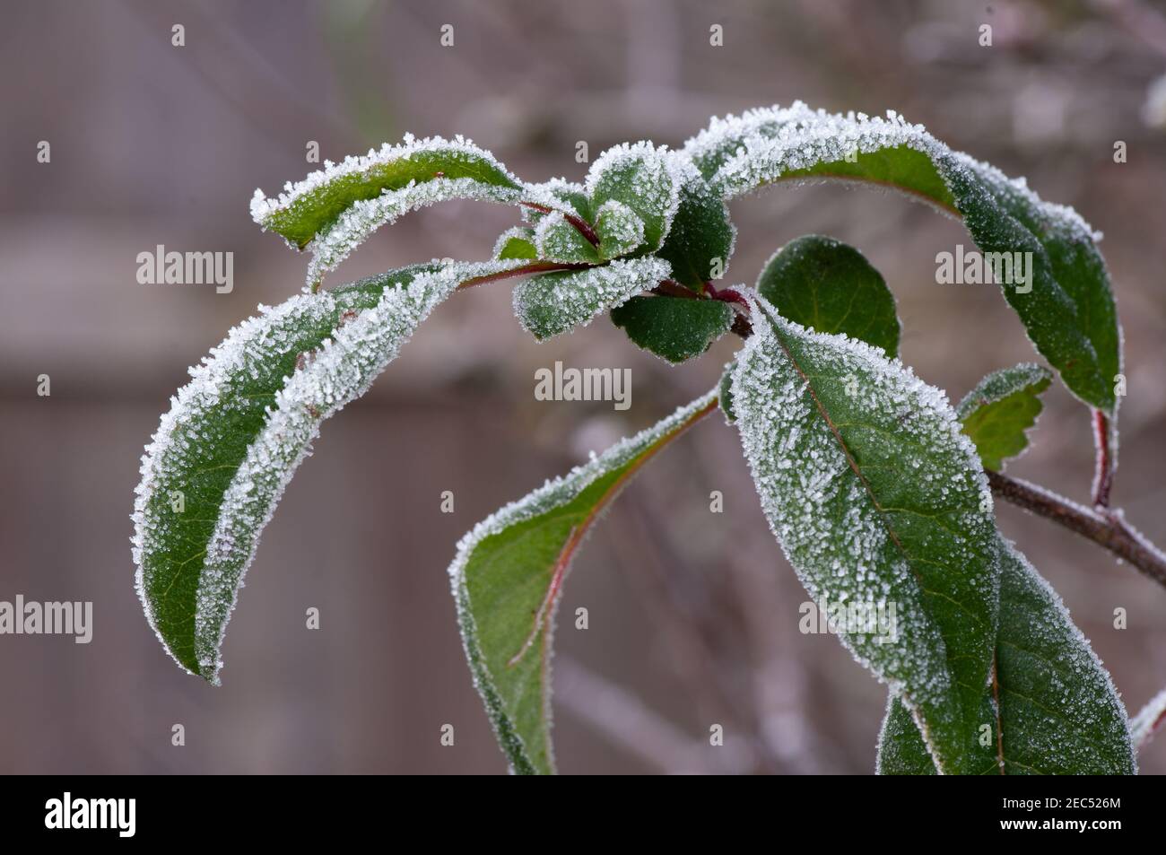 Close up of leaves of flowering quince covered by winter hoar frost. Stock Photo