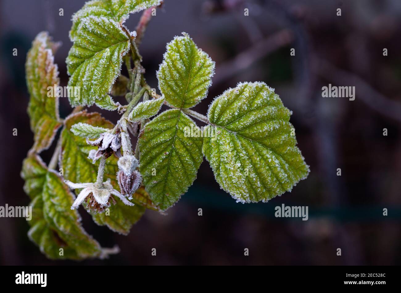Hoarfrost on rasperry leaves and faded raspberry flowers in winter freeze. Stock Photo