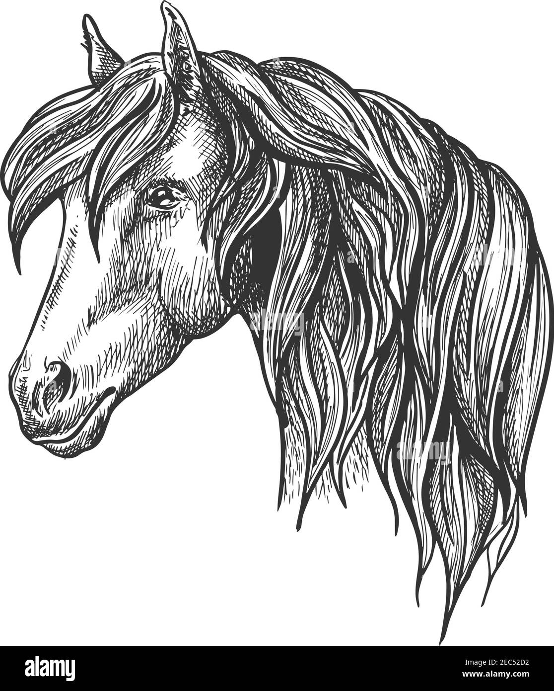 Calm looking horse head sketch with charming curly mane, happy glance. For mascot design or wildlife symbol, fauna or equestrian sport themes. Stock Vector
