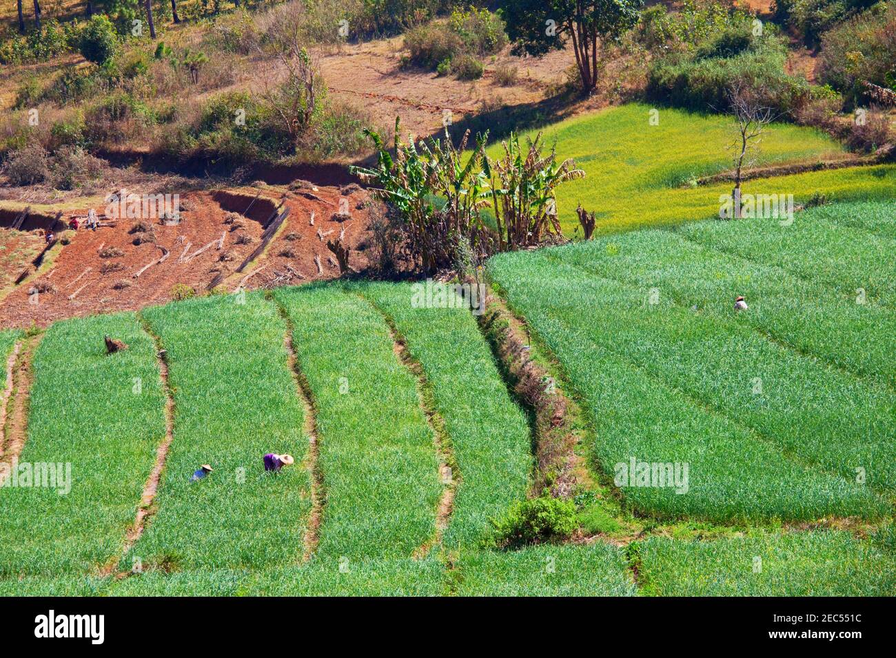 Small rice plants in a breeding field glow in a bright green color in Myanmar Stock Photo