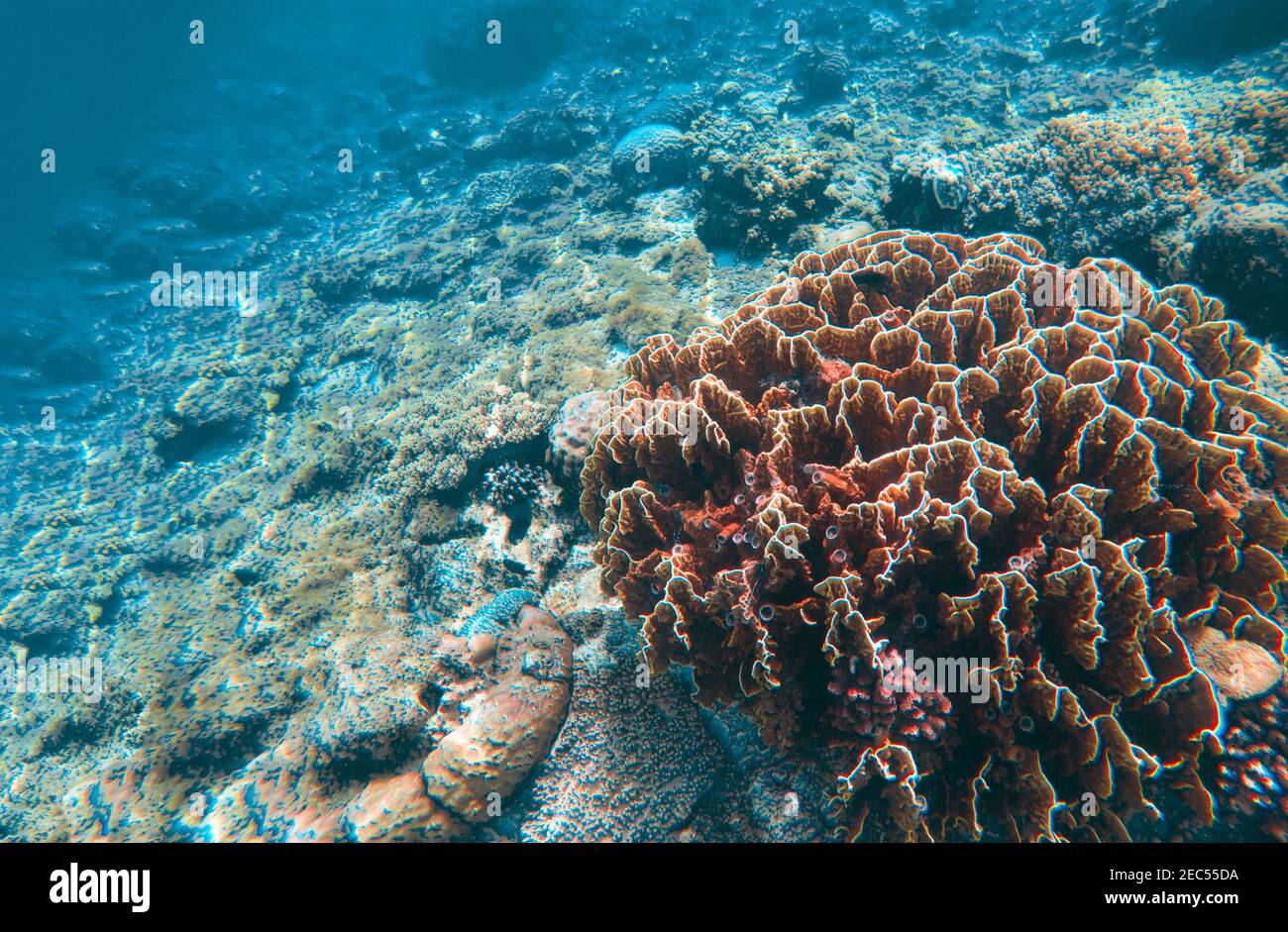 Undersea landscape with coral reef. Coral reef relief. Saltwater 