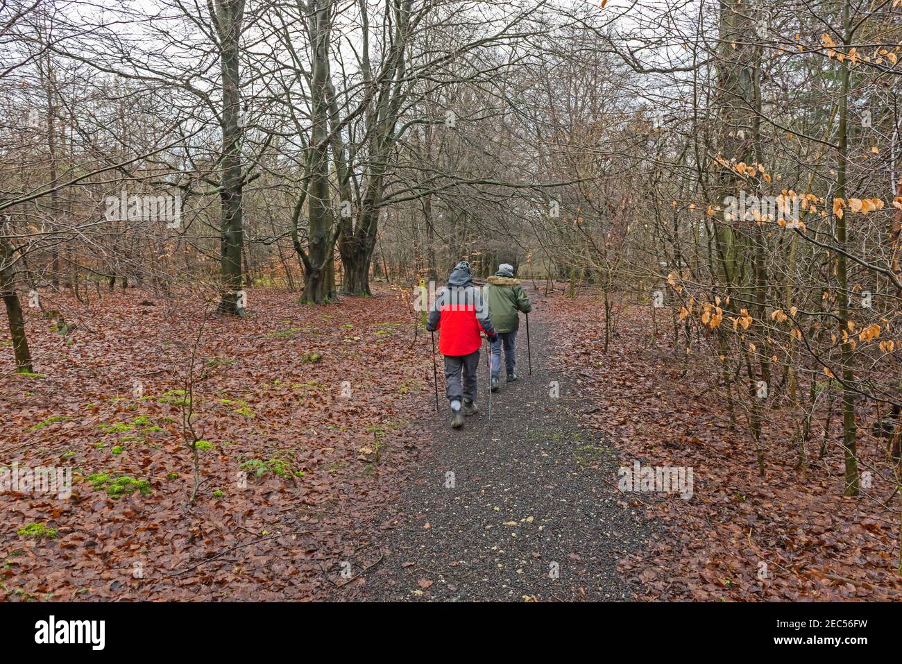 Elderly couple walking along footpath trail through a remote woodland forest in rural countryside landscape in winter Stock Photo