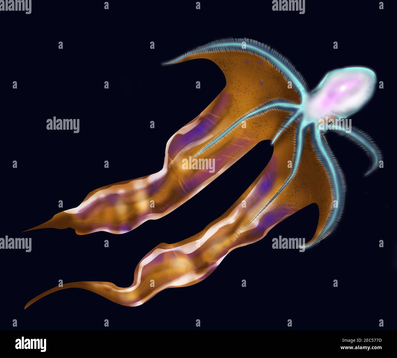 Blanket octopus - Tremoctopus genus of pelagic cephalopods. Transparent webs Octopus. Deep ocean creature. White color octopus. Stock Photo