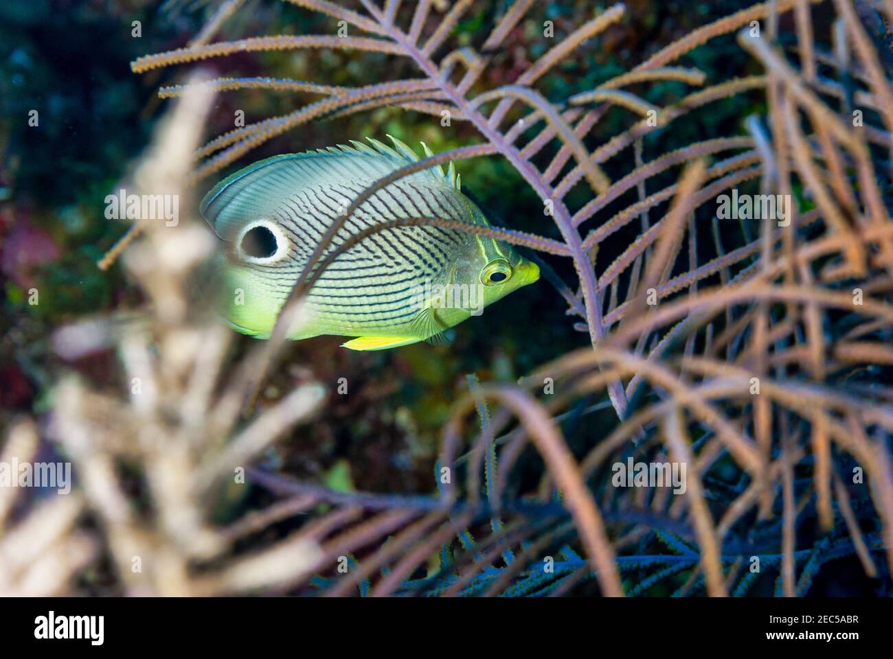 Side view of a Foureye Butterflyfish swimming through coral in the Cayman Islands Stock Photo