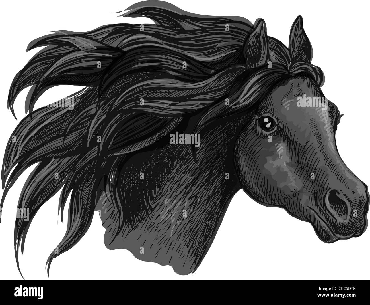 Black horse sketch portrait. Isolated head of running mustang head on