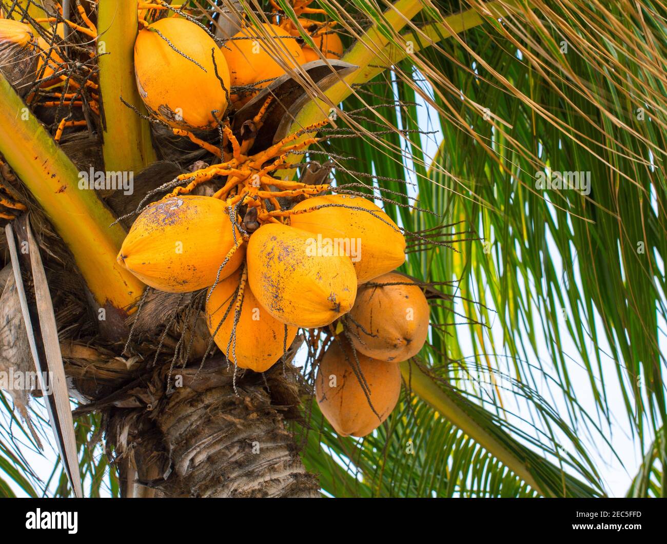Yellow coconut on palm tree. Golden Malayan Dwarf palm tree. Golden