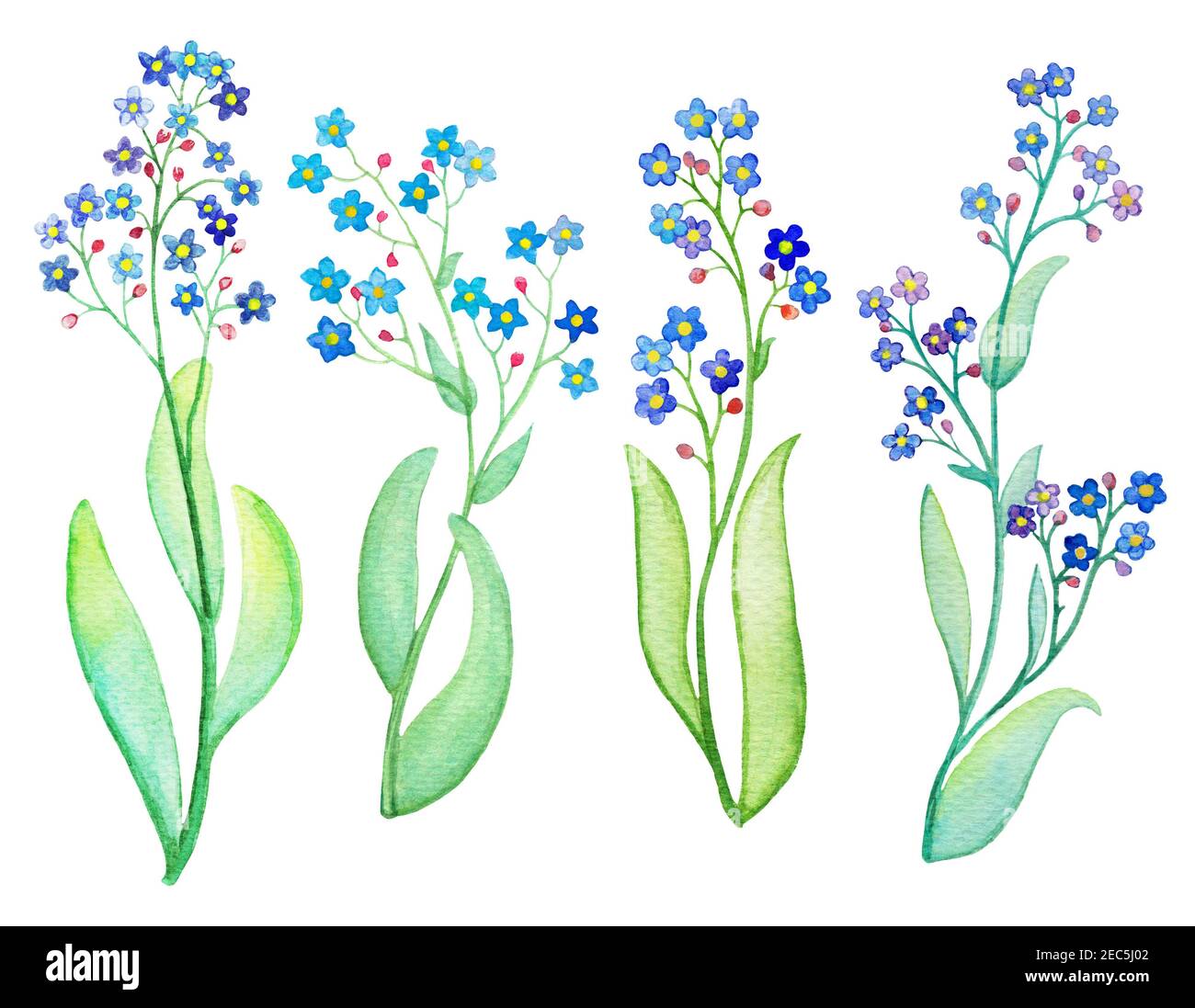 Branch Of Blue Forgetmenot Flowers Stock Illustration - Download