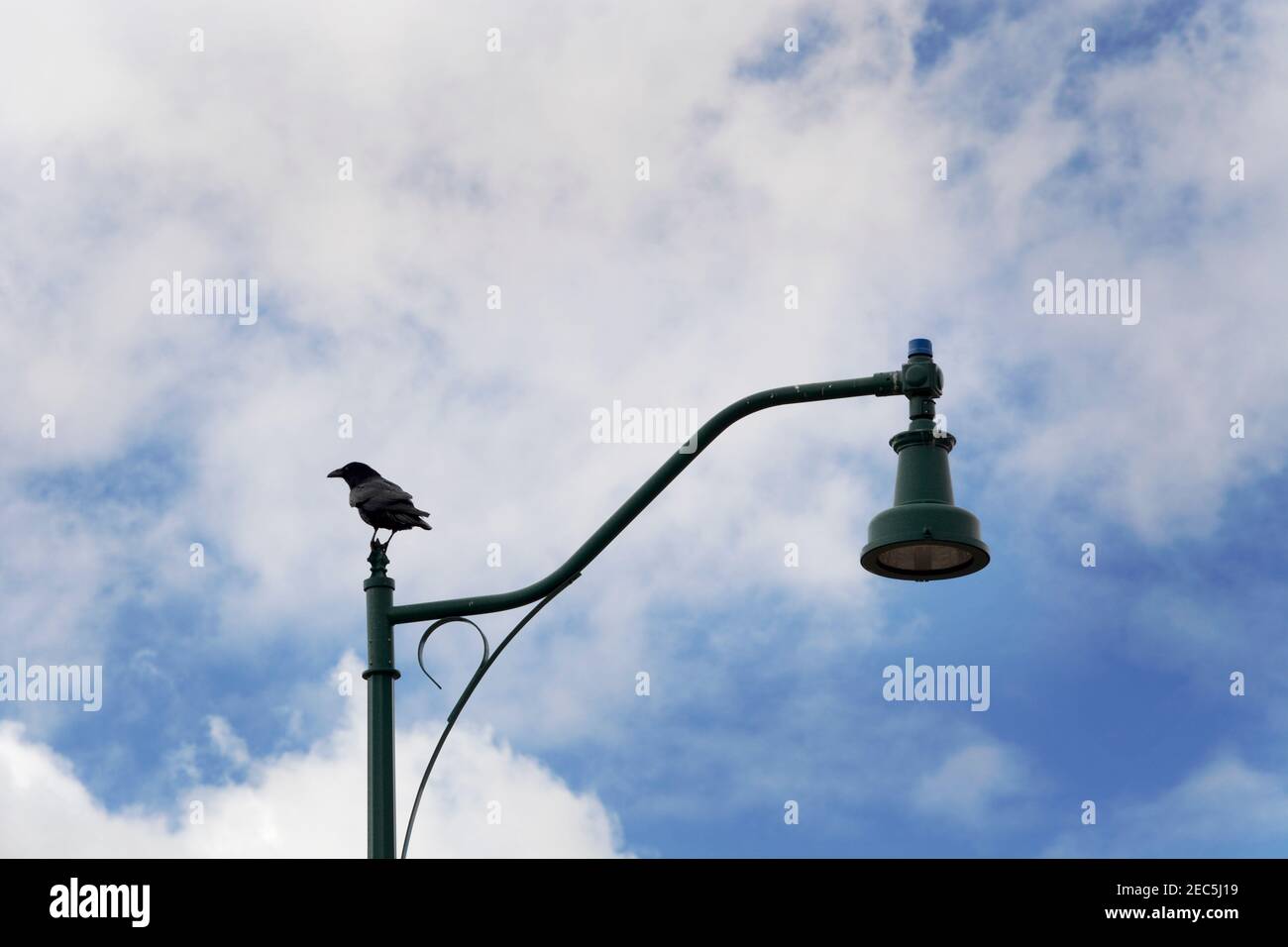A raven rests on a streetlight post along a road in Santa Fe, New Mexico. Stock Photo