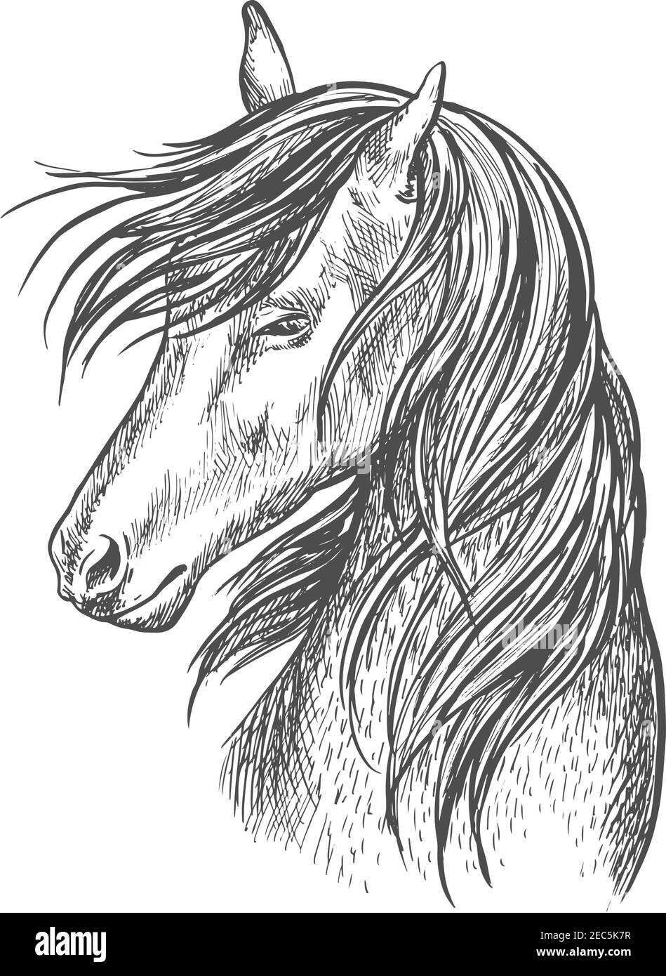 Pencil Drawings Of Horses Carolina Cup Drawings - Horse Pencil Sketch | Horse  pencil drawing, Horse drawings, Animal drawings sketches