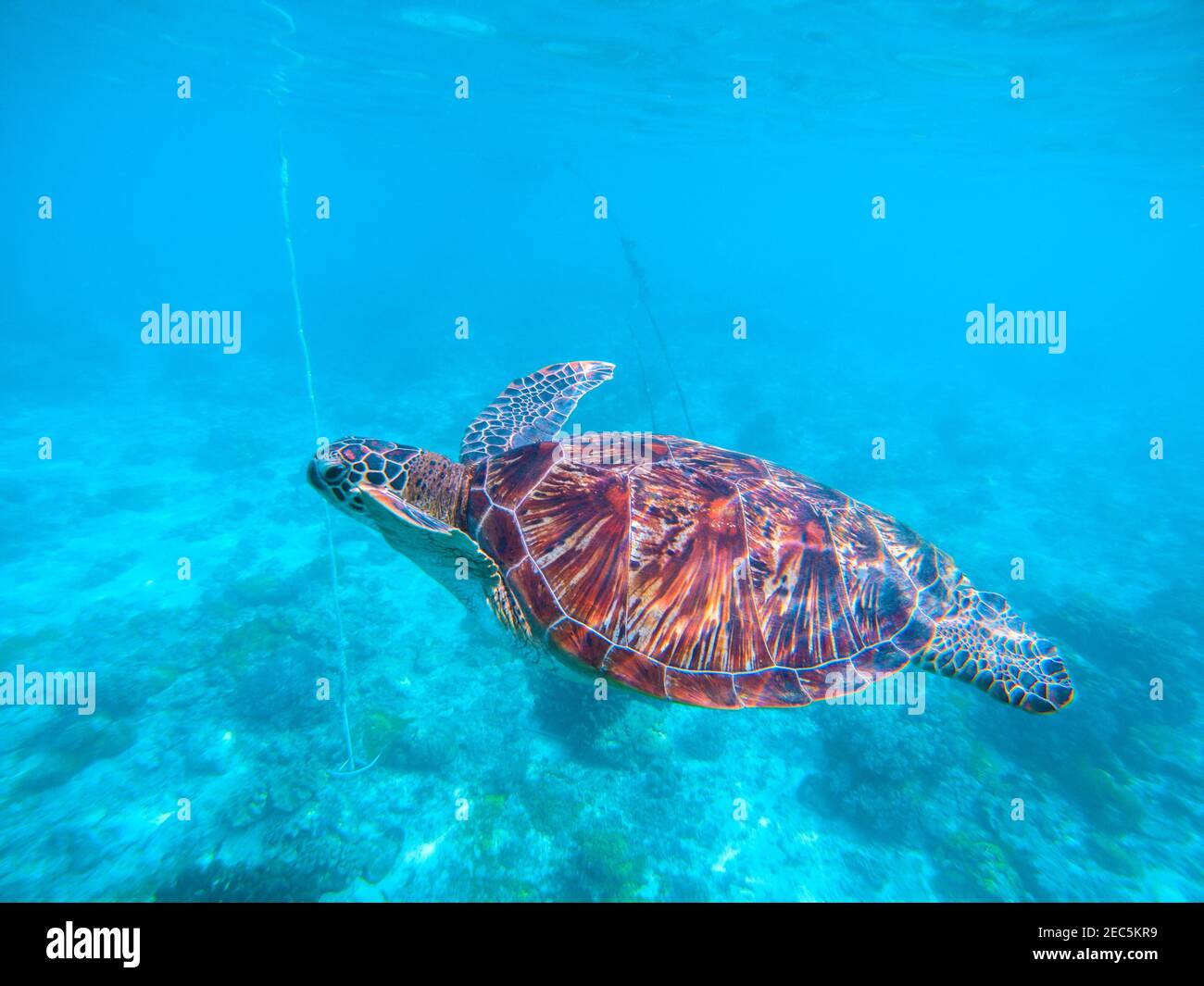 Wild turtle in turquoise blue water. Olive green turtle underwater ...