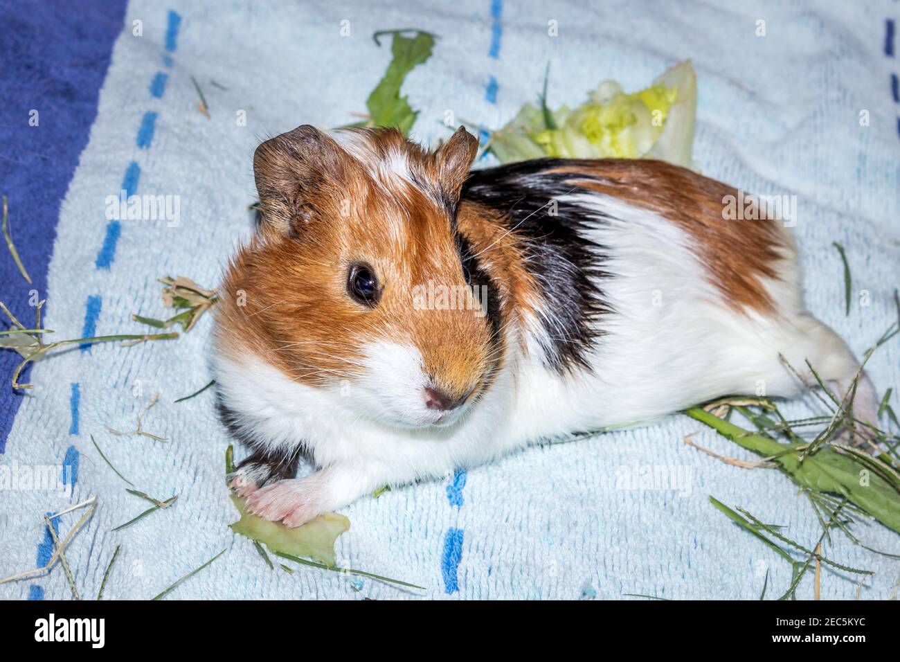 Can Guinea Pigs Eat Dog Treats