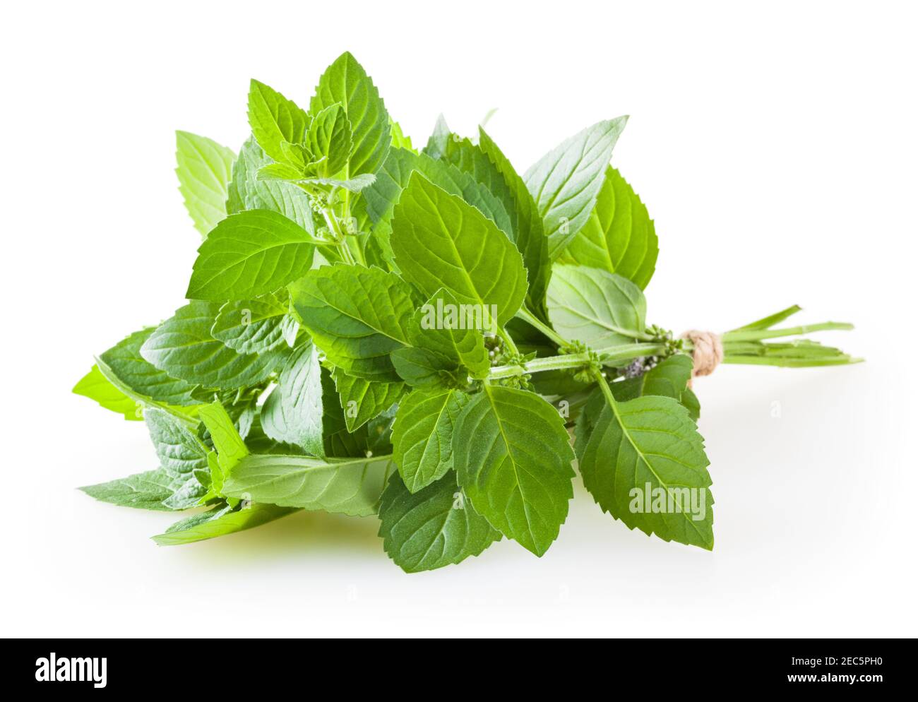 Bunch of mint isolated on white background Stock Photo