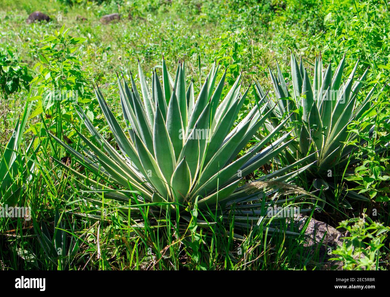 aloe vera tabletten Aloe Vera Pillen