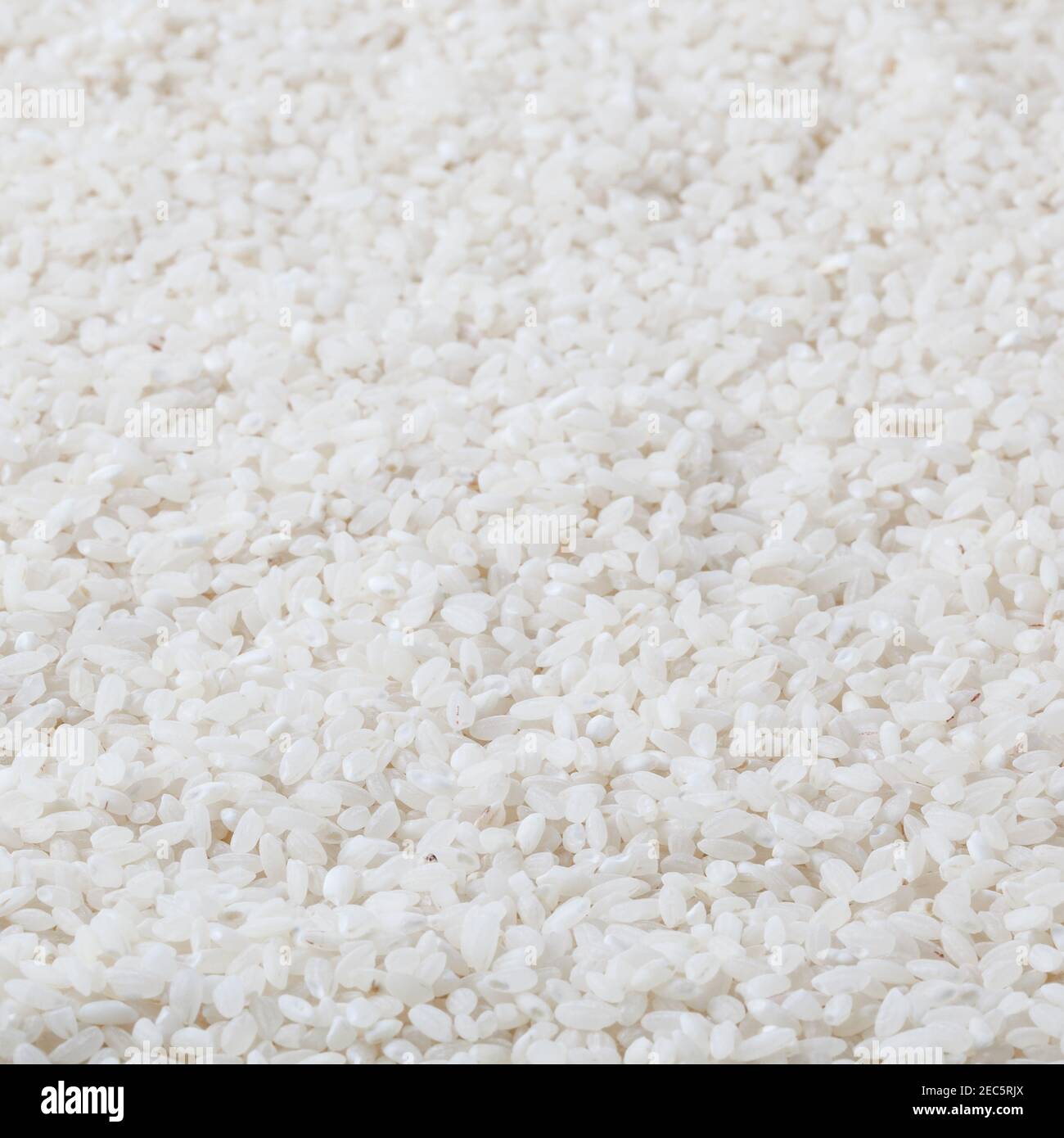 Uncooked round rice background Stock Photo - Alamy