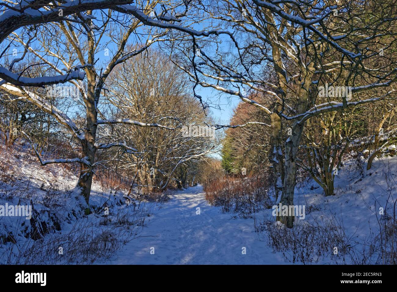 Snow covered branches of Trees beside the footpath at Letham Grange at