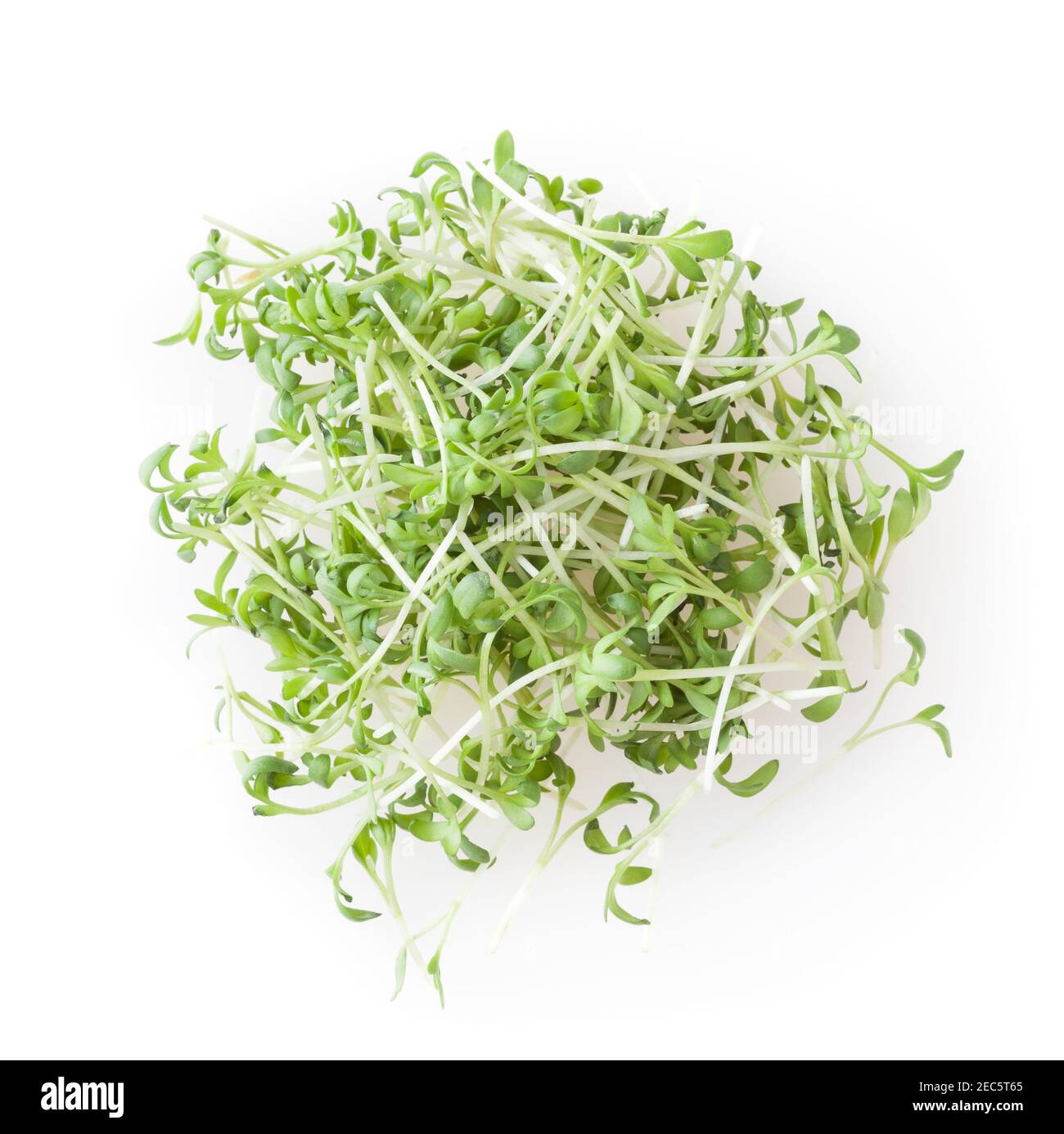 Heap of micro greens garden cress sprouts isolated on white background Stock Photo