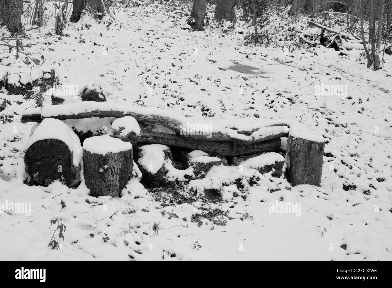 Dusting of snow in a woodland setting with weak winter sunshine Stock
