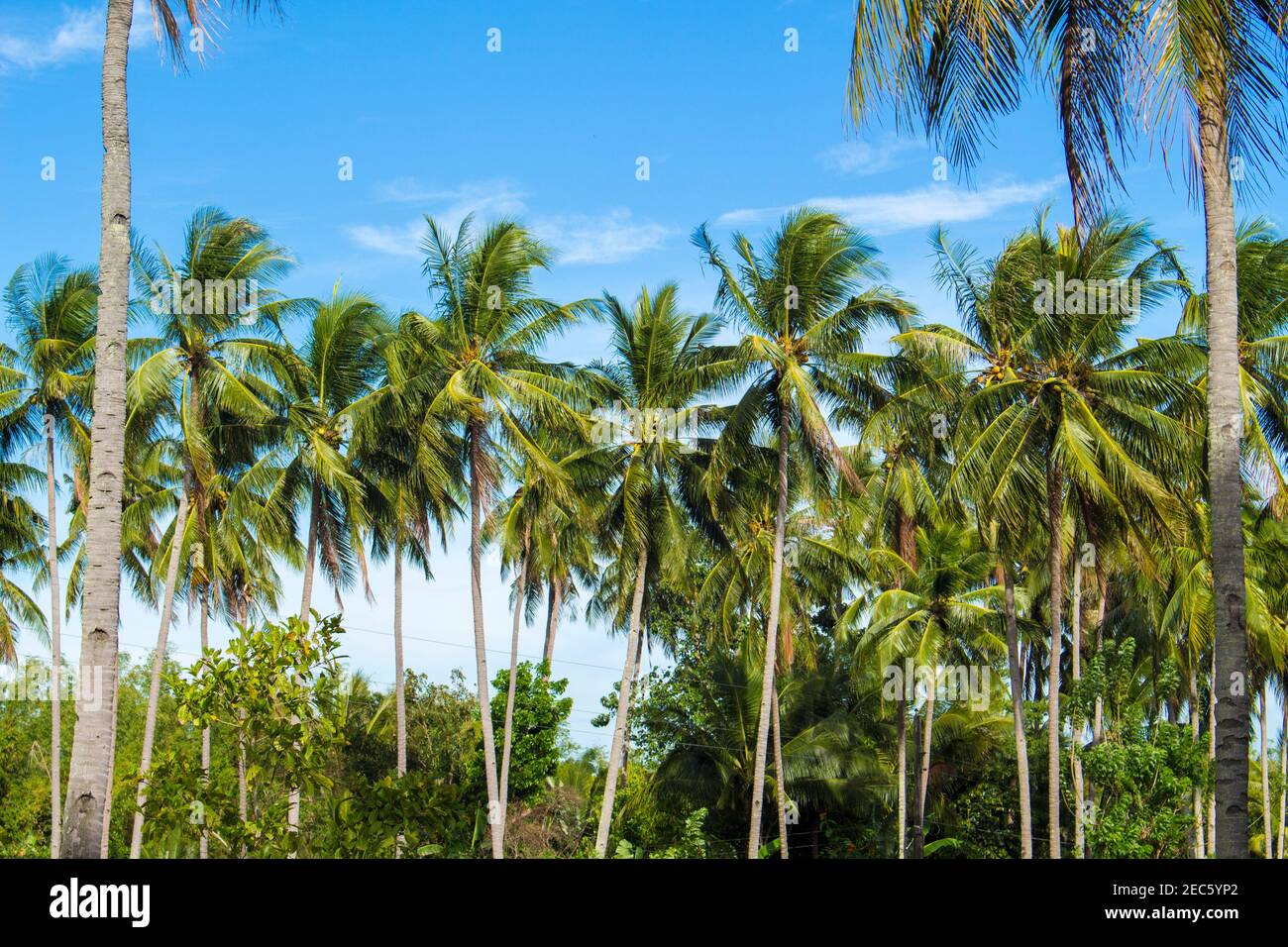 Coconut palm tree on tropical island. Bright blue sky background ...