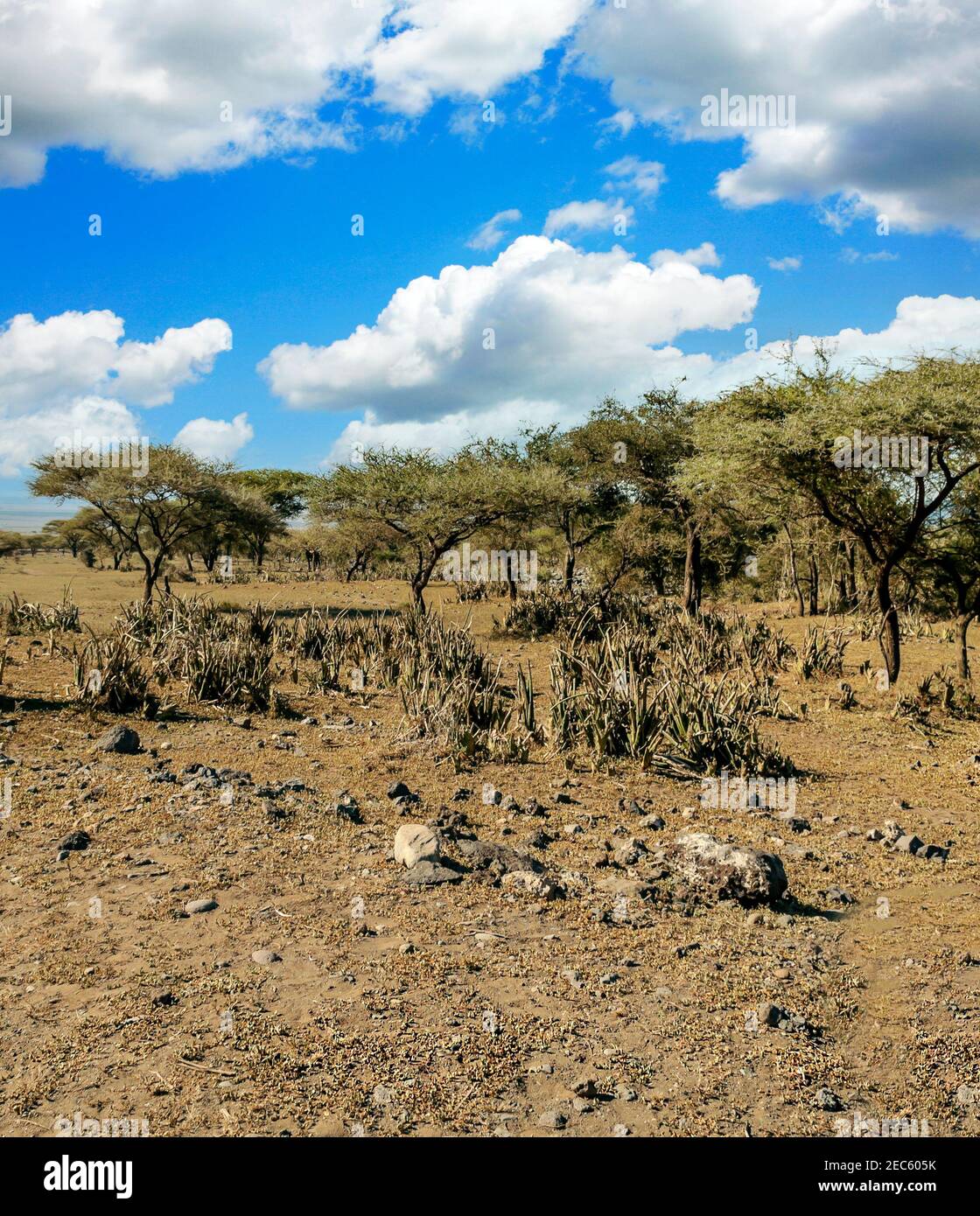Acacias trees in the landscape of Tanzania with clouds in the sky Stock