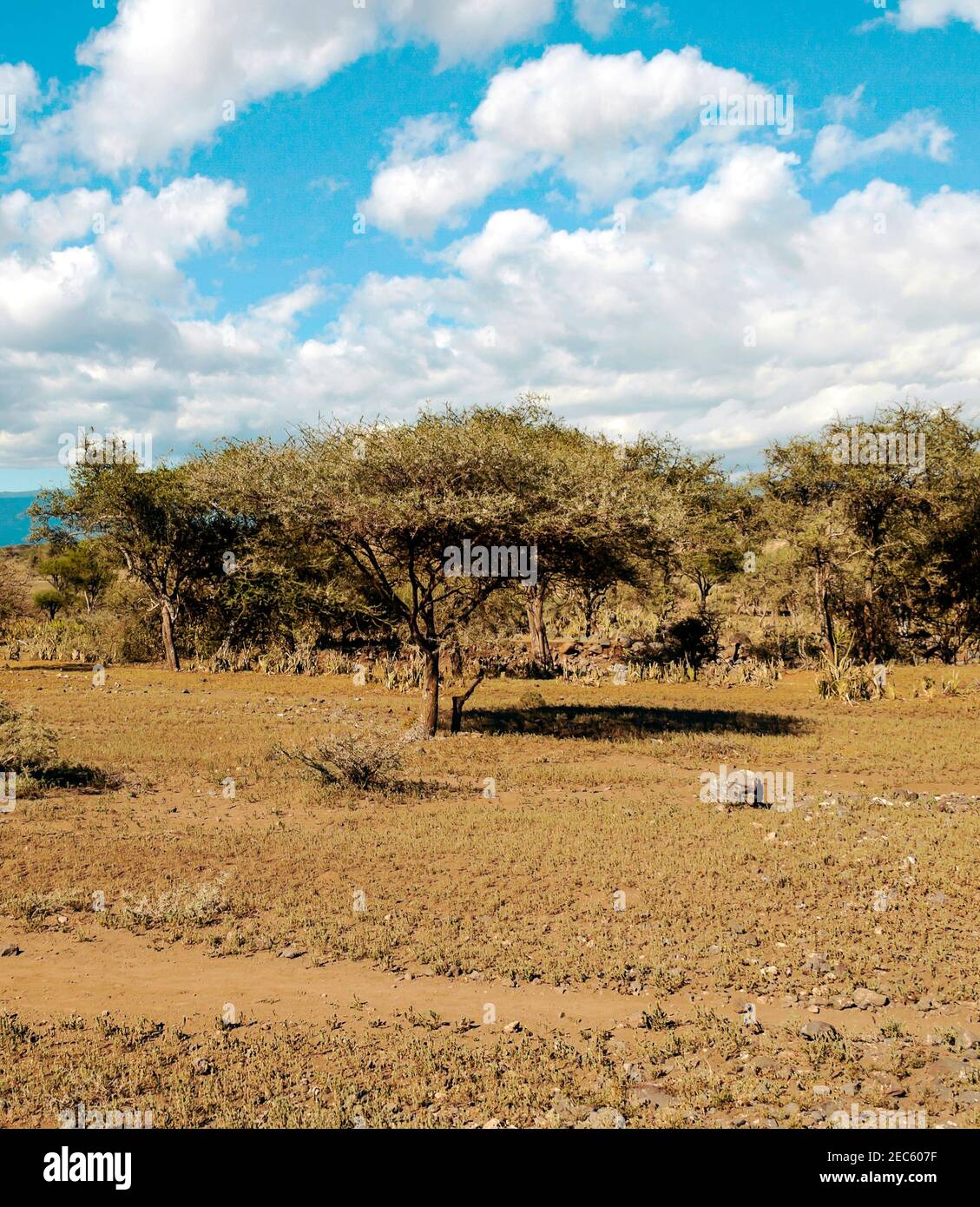 Acacias trees in the landscape of Tanzania with clouds in the sky Stock