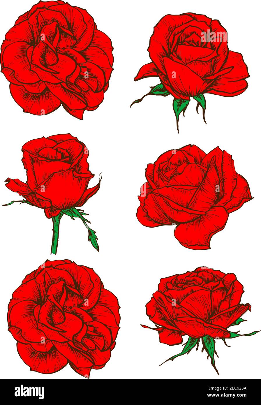 Red rose icons with blooming flowers and buds of garden tea rose ...