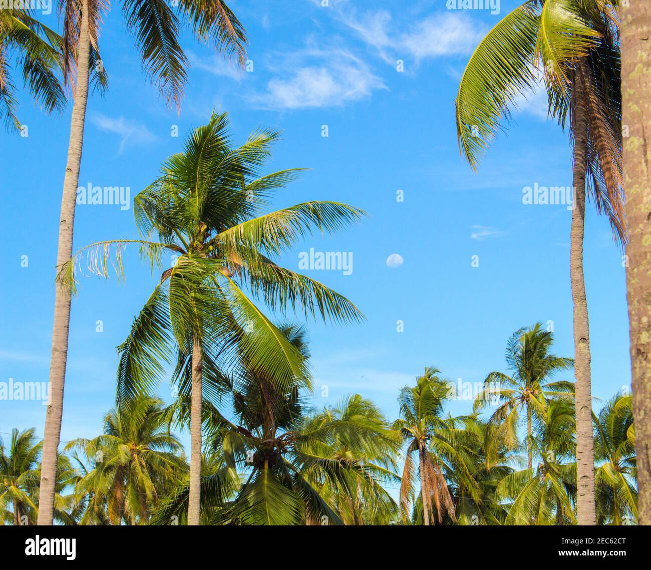 Paradise landscape with coco palm trees. Exotic place view through palm ...