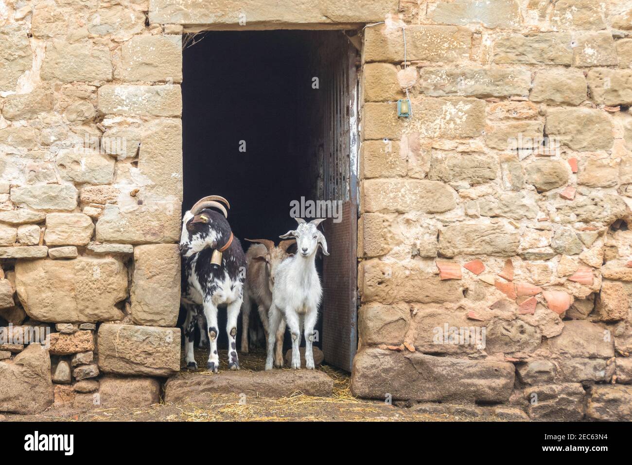 Cute adult and young goats looking out of barn doors. Rural life on farm. Ecotourism concept. Local spanish farm, Catalonia, Spain. Stock Photo