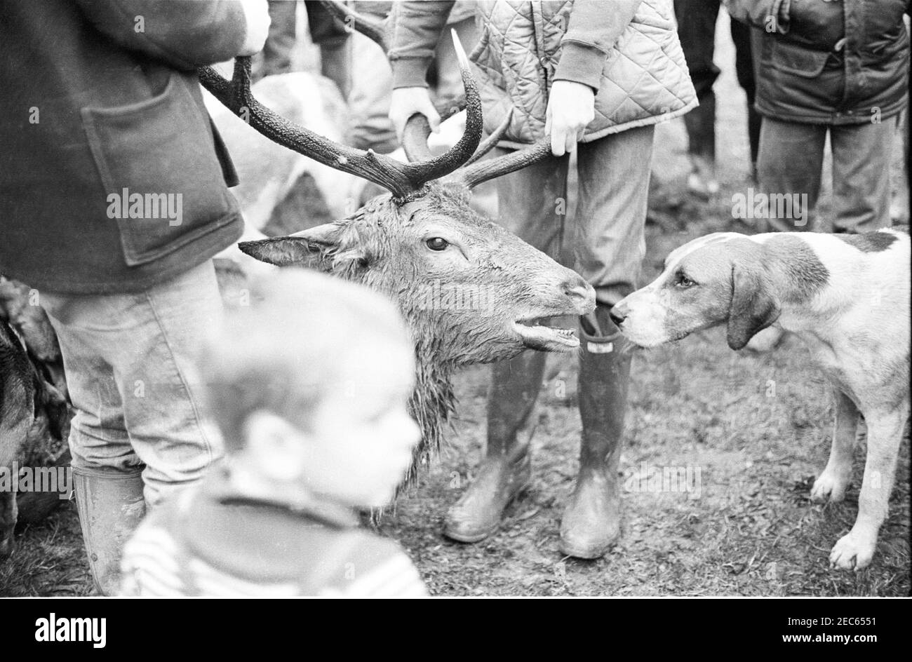 Tiverton Staghounds October 30th 1982. Here the dead stag has a close encounter with a hound whilst hunt supporters, including a young child, gather round. This was long before the Hunting Act 2004 that banned this pastime on grounds of cruelty. Stock Photo